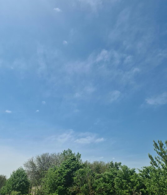 A blue sky with a few clouds and a few trees