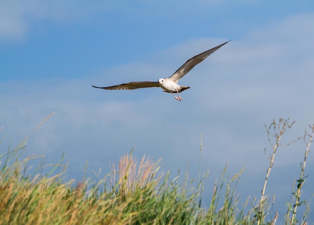 Blue sky with flying seagulls