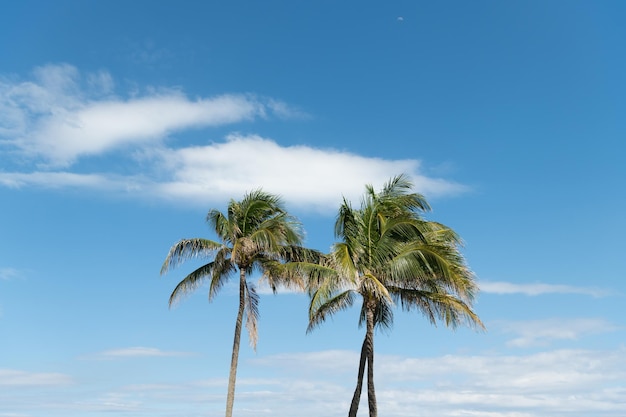 Blue sky with green palm tree in summer