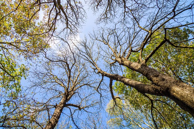 Blue sky with leafless trees, November 13, 2019