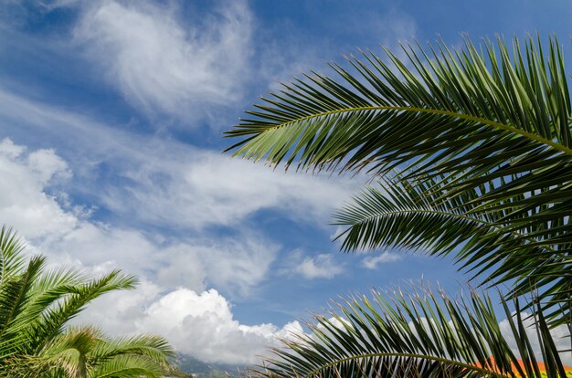 Blue sky with palm trees