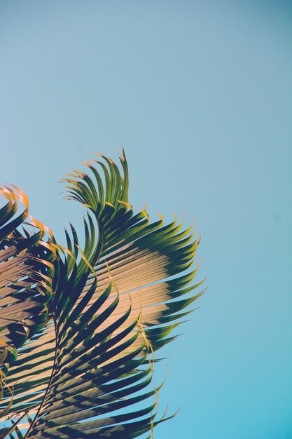 Blue sky with palm trees