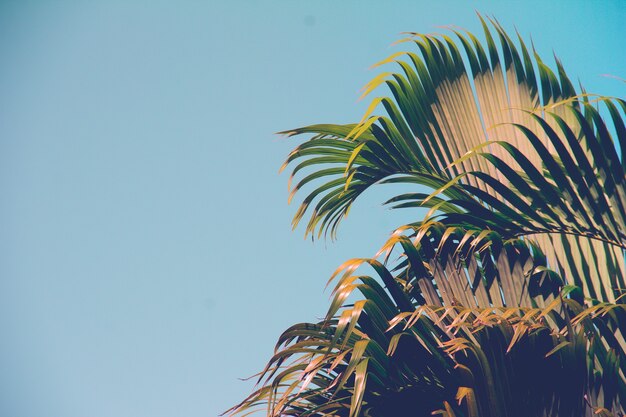 Blue sky with palm trees