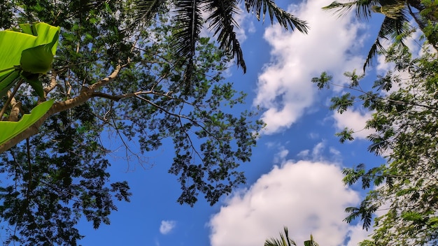 blue sky with trees