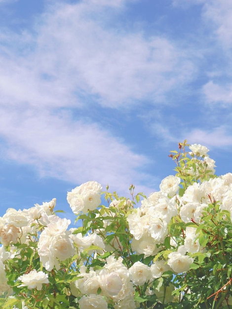 A blue sky with white roses in the foreground and a cloud in the background.