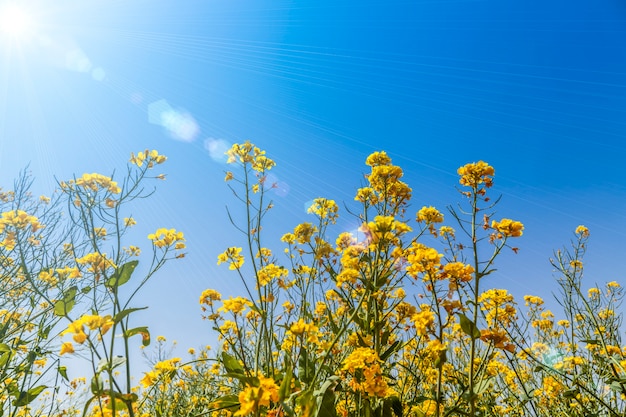 Blue Sky and Yellow Rapeseed Flowers