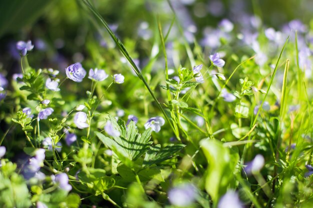 Blue small flowers against a green grass background