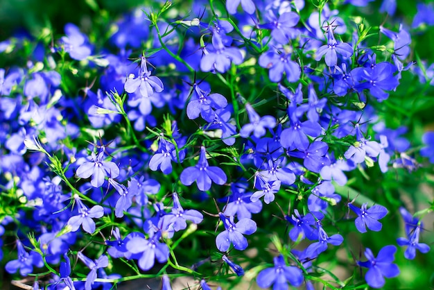 Blue and small flowers closeup