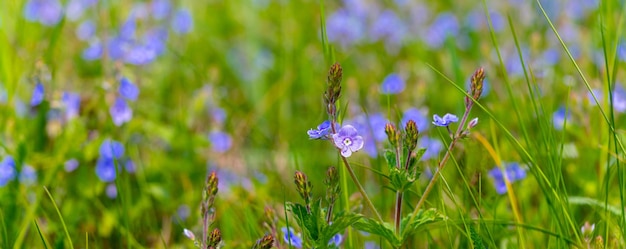 Blue small flowers veronica chamaedrys on a meadow in sunny weather