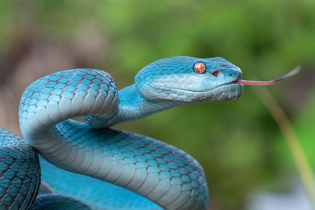 A blue snake with a red tongue