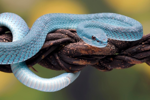 A blue snake with a white belly sits on a rope.