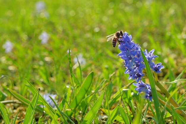 Blue snowdrop and bee collecting pollen on meadow early spring