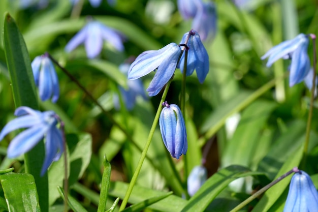 The blue snowdrop bluebell