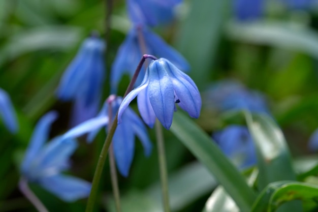 La campanula bucaneve blu