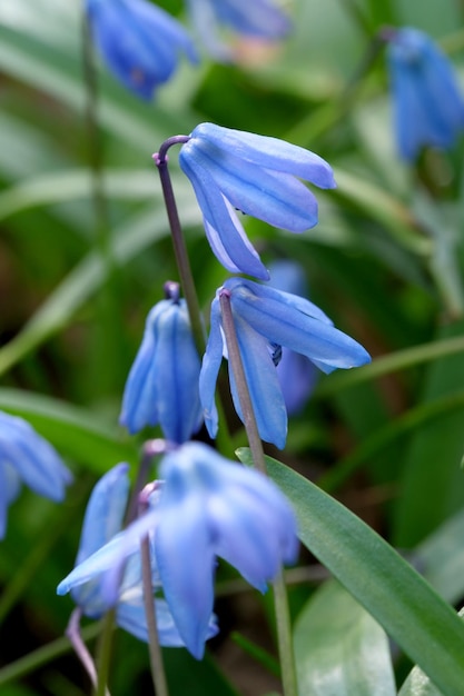 La campanula bucaneve blu