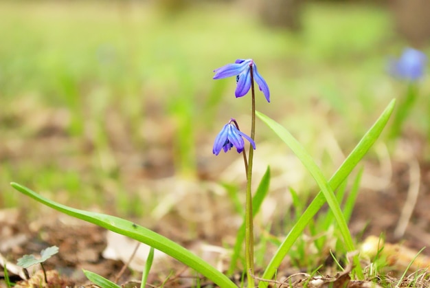 Blue snowdrop flowers in the forest russia