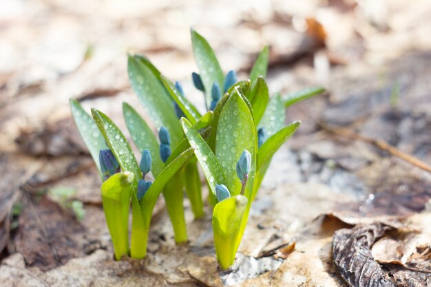 Blue snowdrops