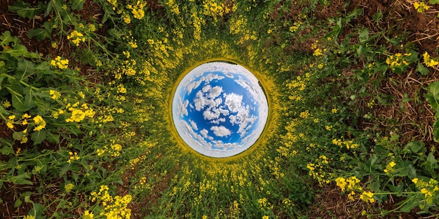 Blue sphere reversed little planet view of yellow blossoming rapeseed field round tunnel view
