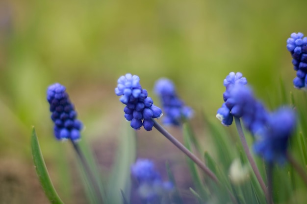 Blue spike in garden and sunshine