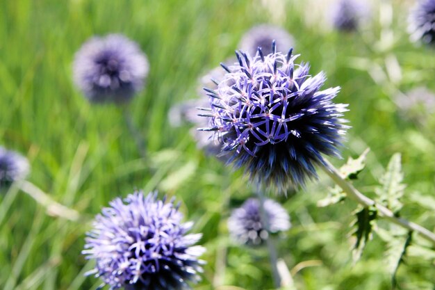 Photo blue spiny round flowers in the garden