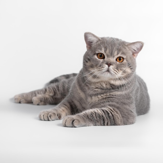 Blue spotted cat on the white studio background