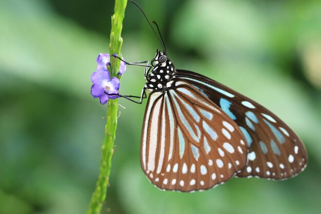 Blue spotted milkweed or blue tiger butterflya beautiful colorful butterfly resting on the flower