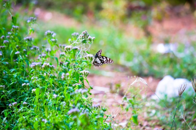 Farfalla euforbia maculata blu o danainae o farfalla euforbia che si nutre di piante da fiore