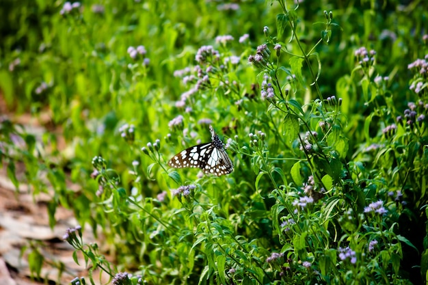 青い斑点のあるマダラチョウまたはdanainaeまたは花の植物を食べているマダラチョウ