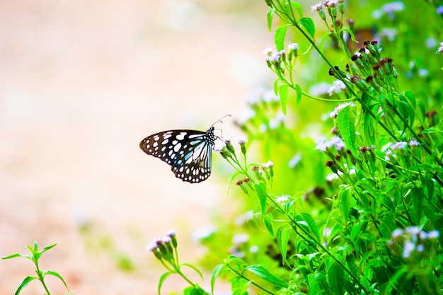 푸른 점박이 밀크위드 나비 또는 danainae 또는 밀크위드 나비가 꽃 식물을 먹고 있습니다.
