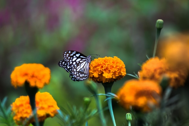 Blue spotted milkweed butterfly or danainae or milkweed butterfly resting on the plants during springtime