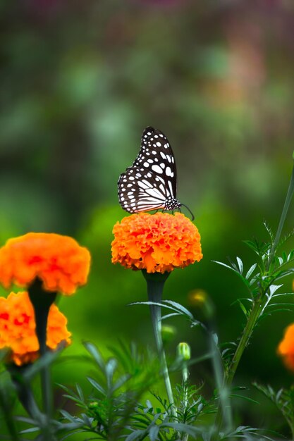 春の間に植物の上に休んでいる青い斑点のあるマダラチョウまたはdanainaeまたはマダラチョウ