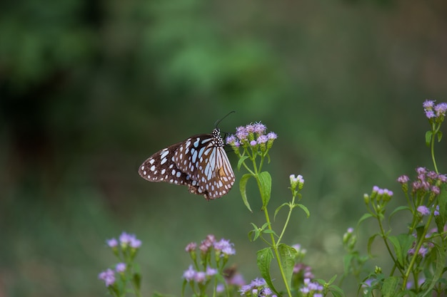 Blue Spotted Milkweed Butterfly 