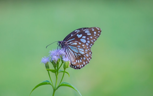 The blue spotted milkweed butterfly