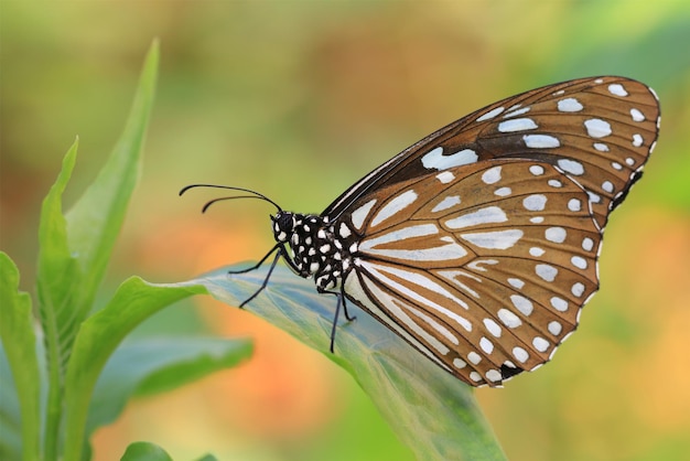 Голубая пятнистая молочая Голубая тигровая бабочка и зеленая листва Бабочка отдыхает на зеленом листе
