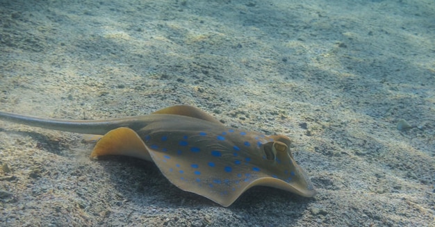 blue spotted stingray flees from the place where it rested in the red sea