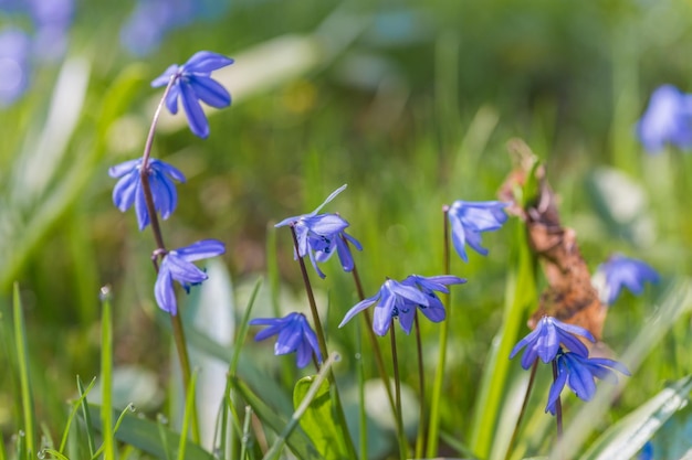 Blue spring bluebells growing