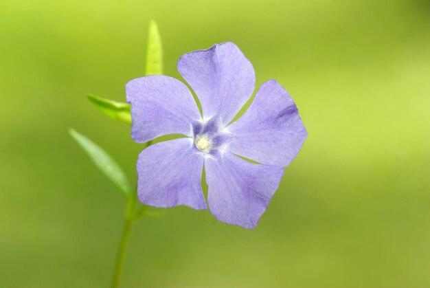 フィールド上の青い春の花