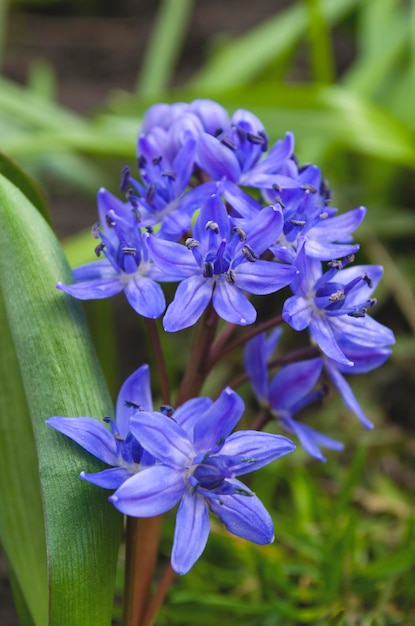 庭の青い春の花