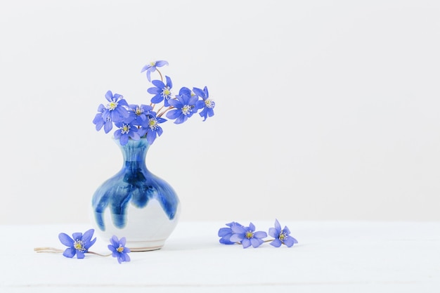 Blue spring flowers in ceramic vase on white background