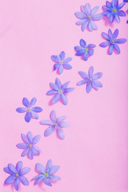 Blue spring flowers on pink background