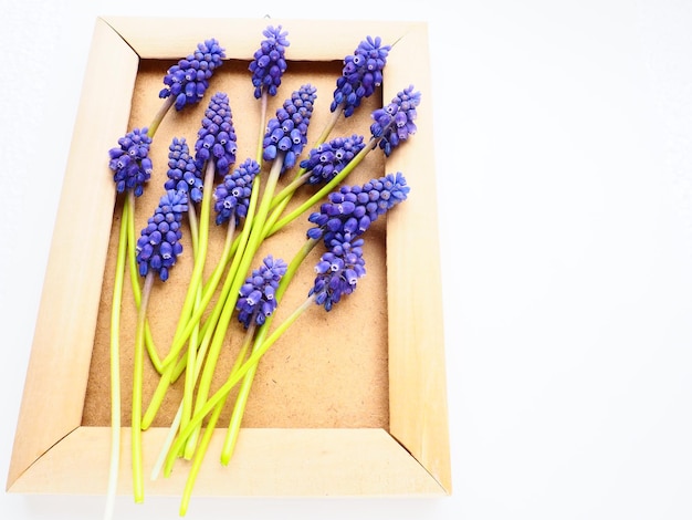 Blue spring flowers on a white background Muscari armeniacum Bright postcard congratulations Copy space still life flat lay Armenian grape hyacinth Photo frame made of cardboard and wood