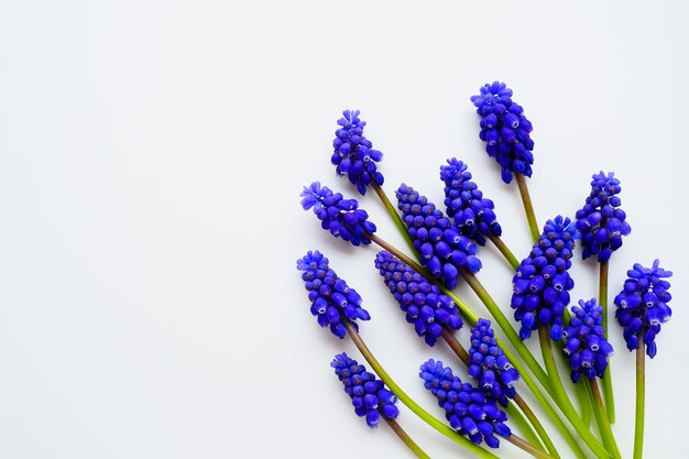 흰색 배경 밝은 엽서 c에 흰색 배경 muscari armeniacum에 푸른 봄 꽃