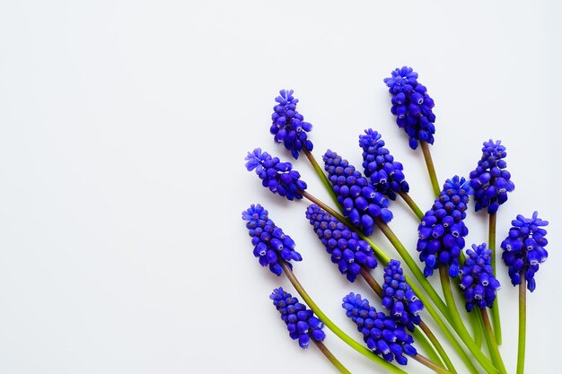 Голубые весенние цветы на белом фоне muscari armeniacum на белом фоне яркая открытка c