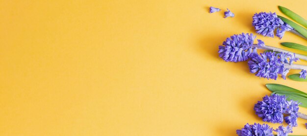 Photo blue spring flowers on yellow background