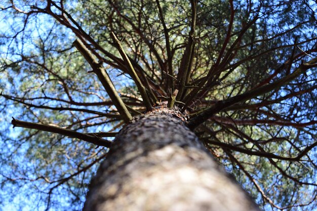 Blue spring sky shines through pine branches