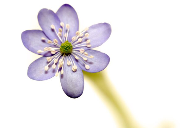 Foto fiore selvaggio blu primaverile hepatica nobilis
