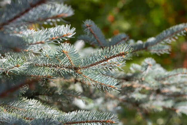 Blue spruce background Coniferous tree Nature Christmas New Year seasonal concept