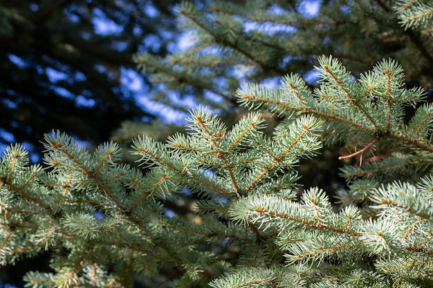 Blue spruce background Coniferous tree Nature Christmas New Year seasonal concept