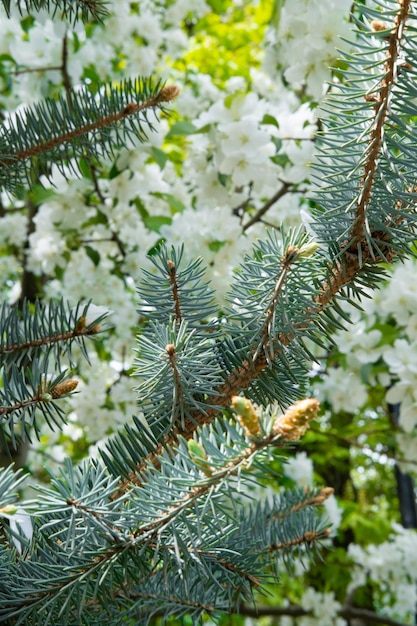 Blue spruce background Selective focus