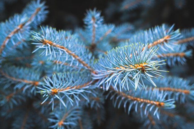 Blue spruce branch nature evergreen coniferous trees.